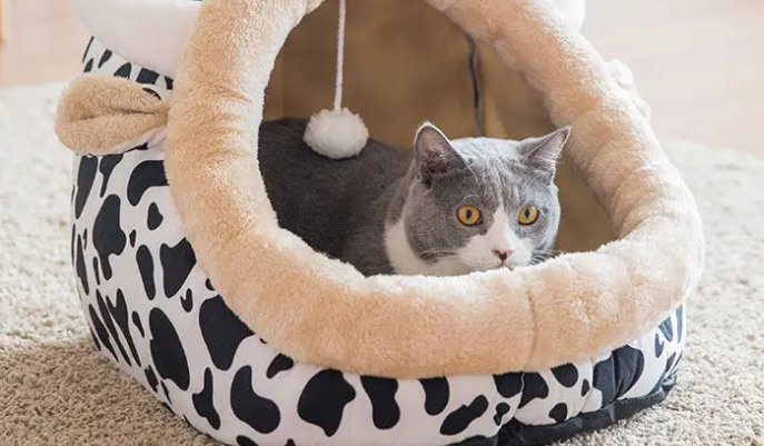 猫住的地方叫什么？有什么需要特别注意的？