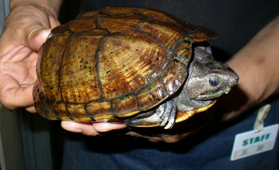 亚马逊彩龟哪里有卖?还是比较稀有的 亚马逊彩龟哪里有卖?还是比较稀有的