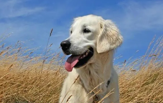 诱导剂怎么训练狗狗上厕所？