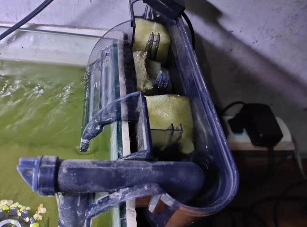 遭遇了鱼缸水质浑浊，采取这些简单方法改善，我就不信治不好它