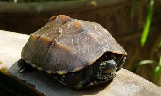 中华龟能活多久？想养的来看看吧