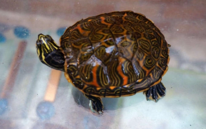 今日科普：火焰龟喂什么发色快