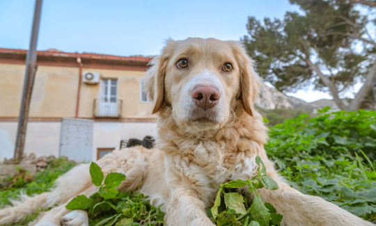 让金毛尾巴爆毛的方法，看这一篇就够了