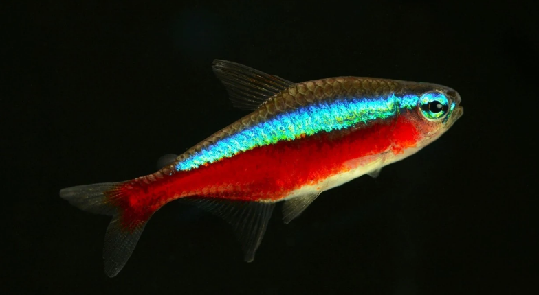 总过路过不要错过,这份红绿灯鱼喂养指南,新手赶紧码住! 总过路过不要错过,这份红绿灯鱼喂养指南,新手赶紧码住!