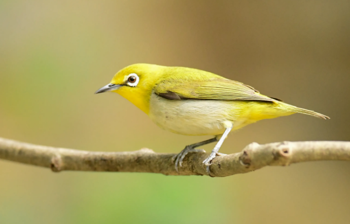 暗绿绣眼鸟吃小米吗?看看这篇文章 暗绿绣眼鸟吃小米吗?看看这篇文章