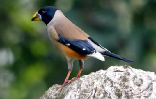 蜡嘴雀和铜嘴雀如此相像，它们有何区别呢？