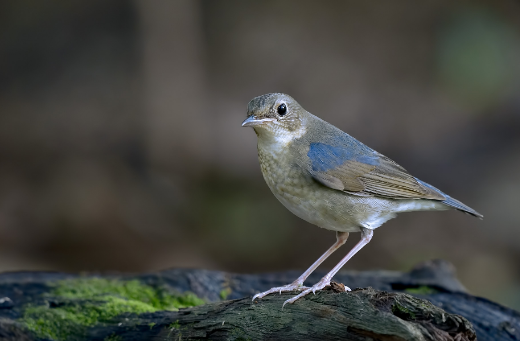 鸟类知识科普：蓝歌鸲多少钱一只