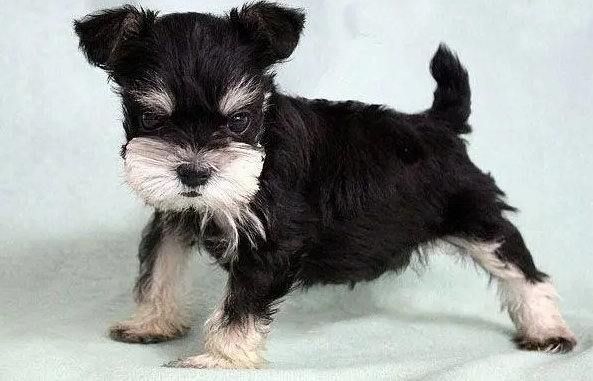 什么品种的狗不掉毛？这些一定要知道