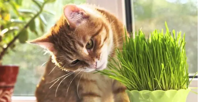猫吃猫草只是为了吐毛球？猫草的五种功能你知道几个？