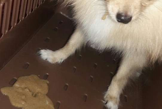 狗狗吐黄色的液体是怎么回事?看这篇文章 狗狗吐黄色的液体是怎么回事?看这篇文章