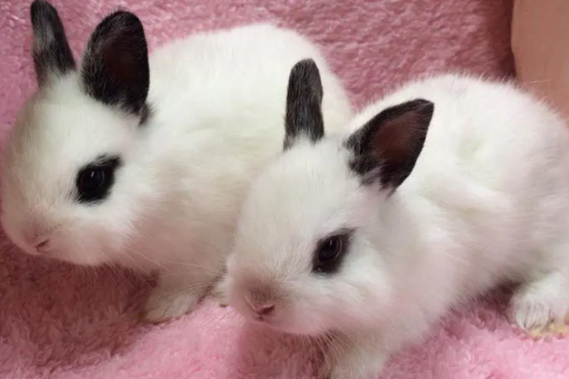 西施兔跟熊猫兔的区别对比，看这就够了！