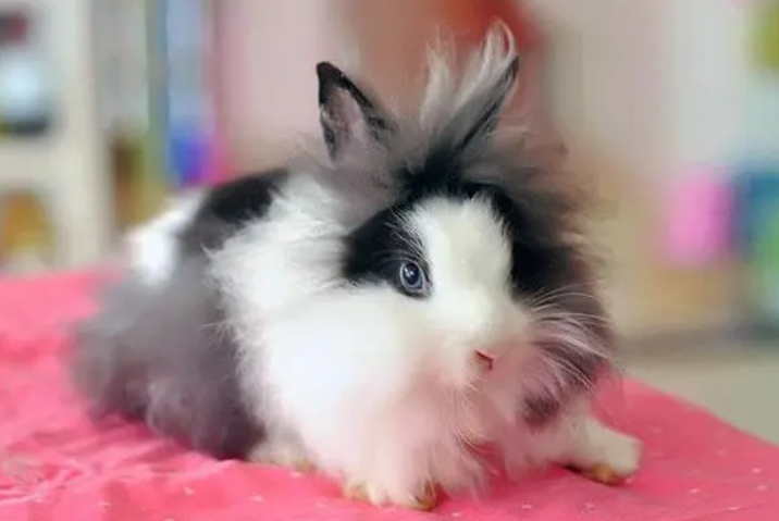 狮子头兔怎么喝水？来看看这篇文章吧