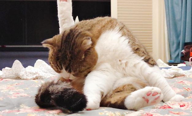 了解一下猫一直在舔一个部位是为什么？