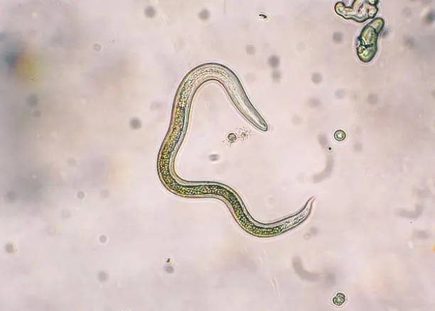猫狗体内常见的6种寄生虫治疗方法和预防措施 猫狗体内常见的6种寄生虫治疗方法和预防措施