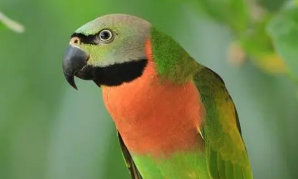 大绯胸鹦鹉会说话吗？看这里！