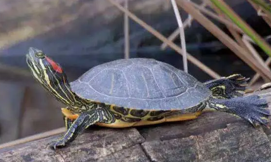 黄腹滑龟吃苹果吗?饲主来看看吧 黄腹滑龟吃苹果吗?饲主来看看吧