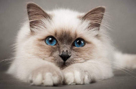 购买宠物猫的渠道有哪些？看这里~