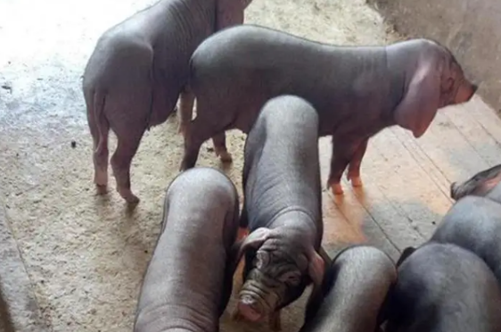 太湖母猪拉稀怎么办，有什么解决方法吗？