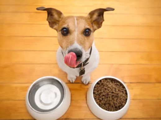 尼可信好吗 铲屎官的亲身经历告诉你