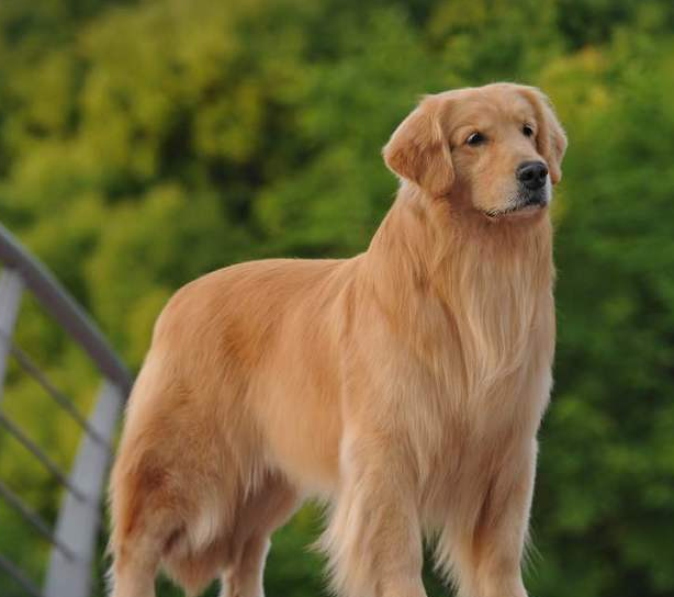 金毛品种分类有这些 金毛品种分类有这些