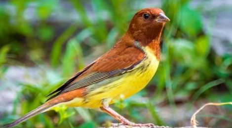 笼养鸟饲料的种类及怎样选择笼养鸟饲料? 笼养鸟饲料的种类及怎样选择笼养鸟饲料?