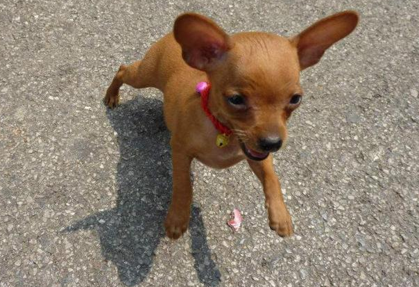 鹿娃犬聪明吗？来这里瞧一瞧吧~