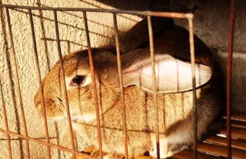 快来，教你轻松区别虎皮黄兔公母的方法！