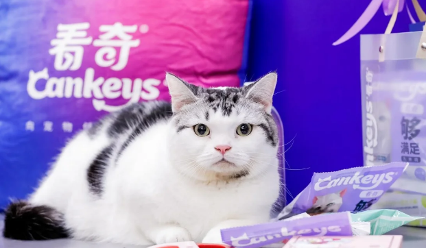 提升宠物免疫力,看奇主粮成宠物主新选择 提升宠物免疫力,看奇主粮成宠物主新选择