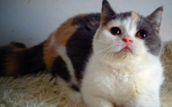 三色公猫很值钱吗？要看具体的品相