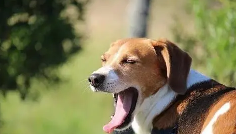 你们说，狗狗打嗝停不下来怎么办？