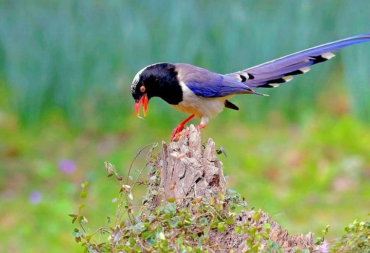 科普帖！红嘴蓝鹊怎么分公母