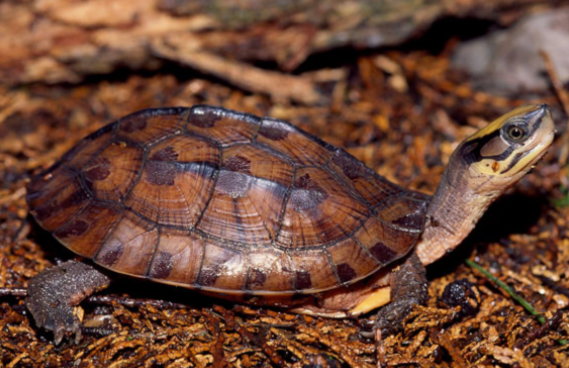 一起来看看三线闭壳龟能和什么混养？