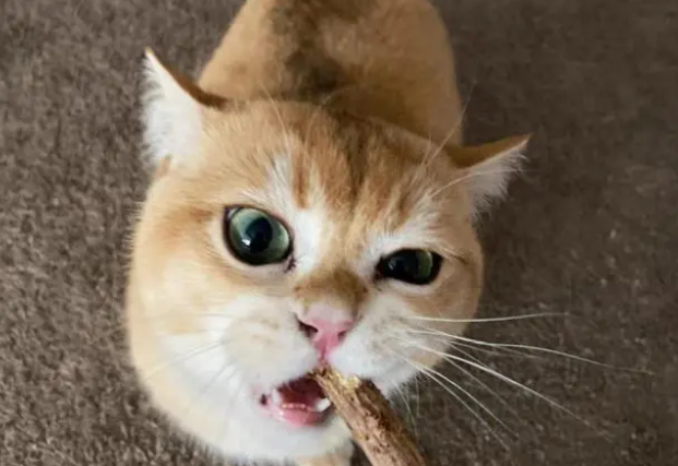 猫咪挑食，换粮不吃，我们应该怎么办？