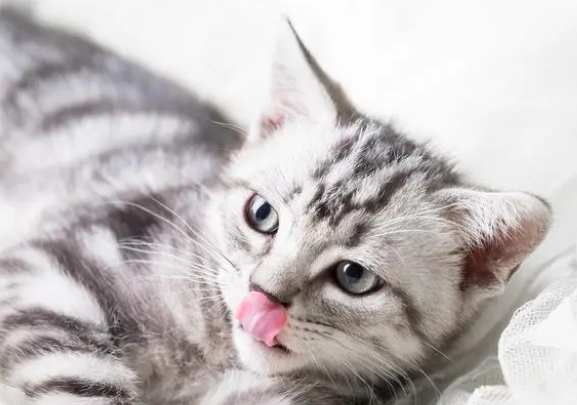 猫咪吃猫条有没有用？仅仅是让猫快乐？猫条还有两点额外的好处