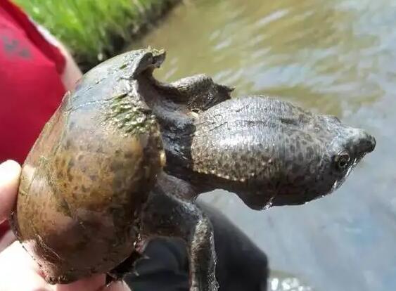 没想到，马达加斯加大头侧颈龟才是吃货！