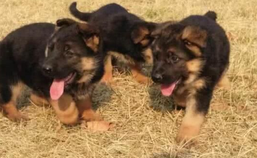 智商很高的牧羊犬,大家喜欢吗? 智商很高的牧羊犬,大家喜欢吗?