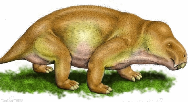 卡那尼斯猴什么时候灭绝的？它的化石又是什么样的呢？