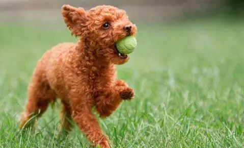 「养宠经验分享」狗钙片吃到多大，狗狗钙片一天喂几粒