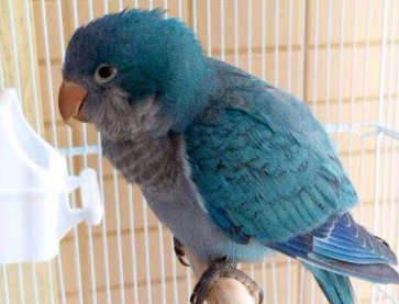 蓝和尚鹦鹉怎么样?看了就清楚了 蓝和尚鹦鹉怎么样?看了就清楚了