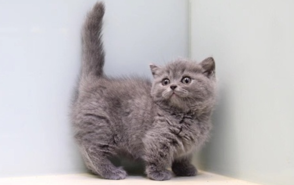 矮脚猫的缺点有哪些?宠主一定要注意 矮脚猫的缺点有哪些?宠主一定要注意