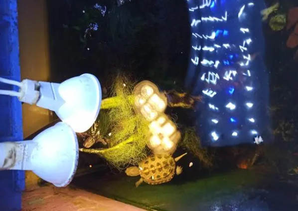 如何给乌龟正确选择晒背灯