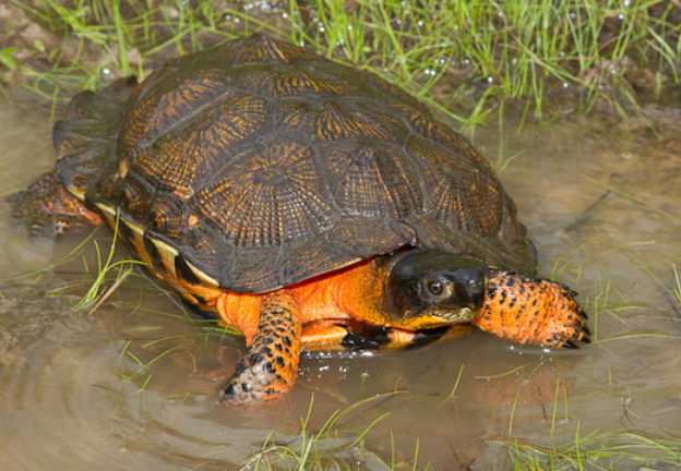 新手须知：木雕水龟吃什么