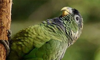 鳞头鹦哥的特点是什么？我来告诉你答案