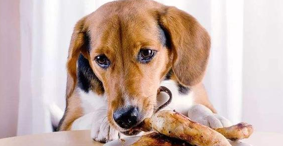 狗发情食欲会变得不好吗？来了解一下