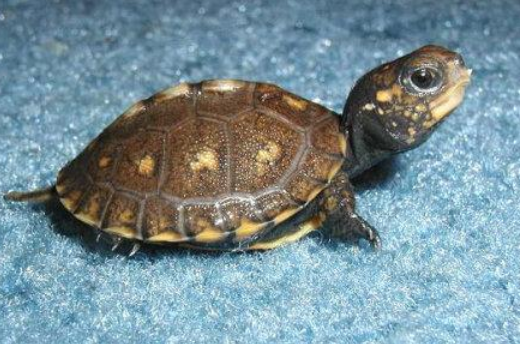 湾岸箱龟吃什么水果，就看这！