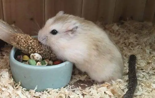 萌宠小知识：仓鼠耳朵竖起来代表什么？