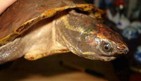 马来果龟多少钱？想买的看过来