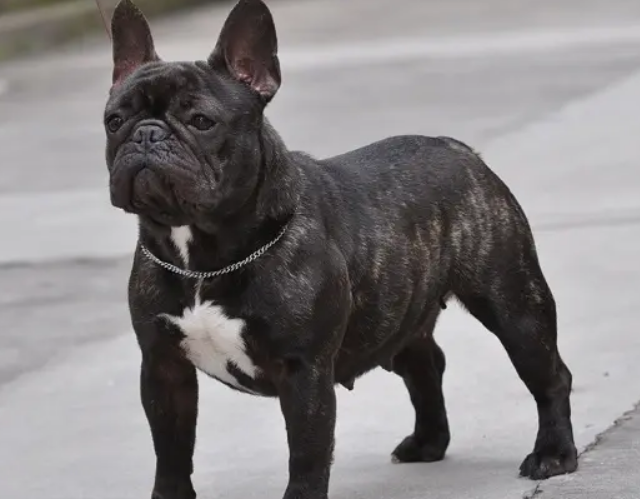 成年法斗体重多少，大家清楚不？