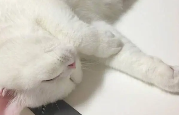 一定要在特殊情况下才能吃营养膏吗？