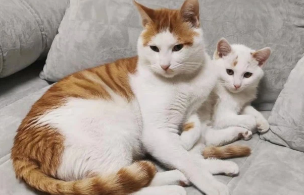 猫尿道炎吃什么药?铲屎官们一定要知道 猫尿道炎吃什么药?铲屎官们一定要知道